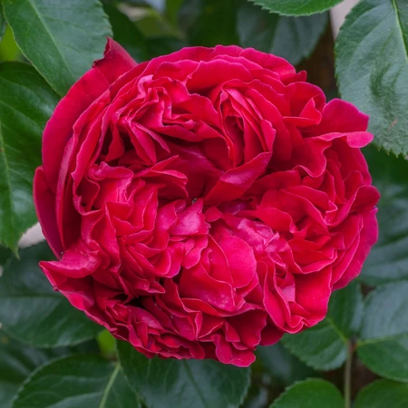 Red Eden Rose CLI 4.5L