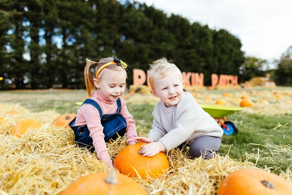 Frosts Pumpkin Patch at Willington Frosts Pumpkin Patch at Willington