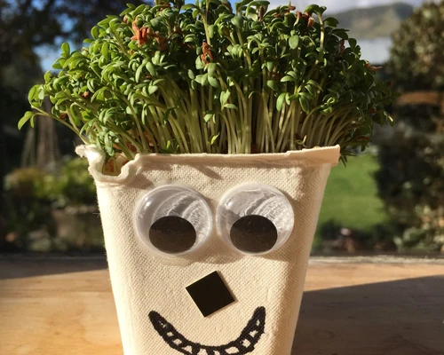 Little Acorns- Cress Heads at Willington Little Acorns- Cress Heads at Willington