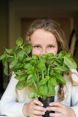 Little Acorns- Getting to know Herbs at Willington Little Acorns- Getting to know Herbs at Willington