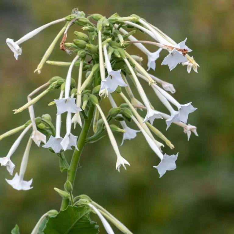 Nicotiana White Trumpets