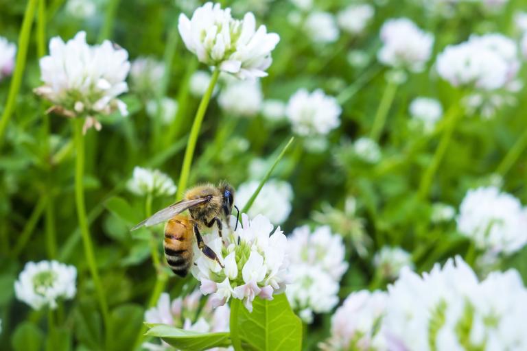 rewilding you lawn