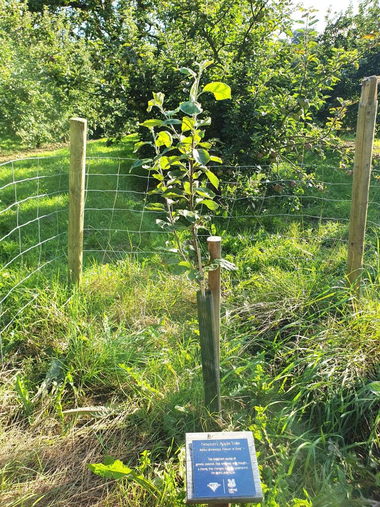 Cider Apple Orchard