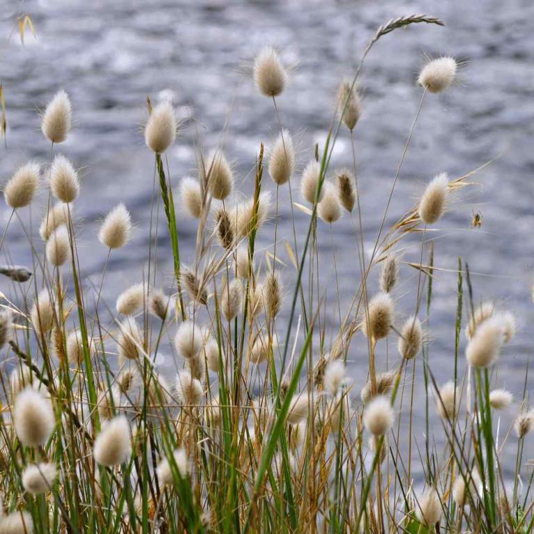 Grass Bunny Tails - Lagurus ovatus