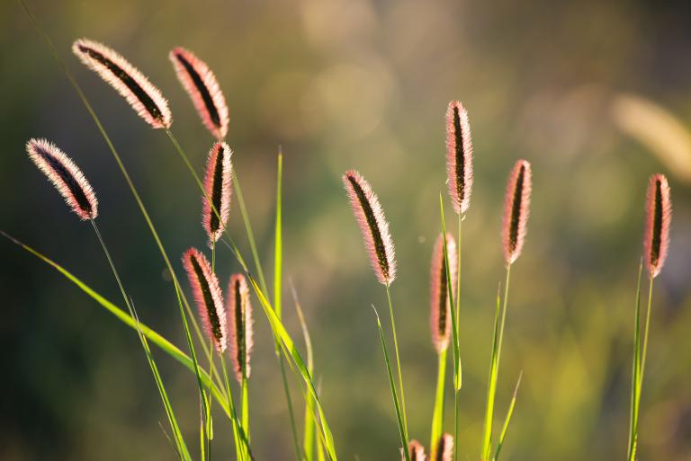 Pennisetum