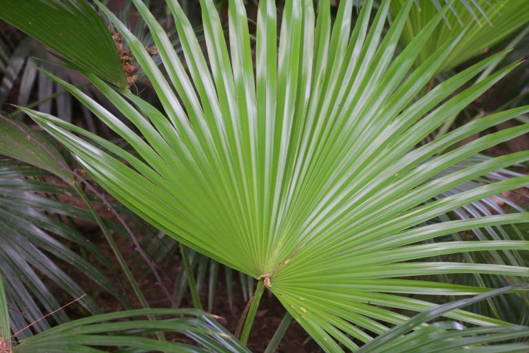 Trachycarpus fortunei