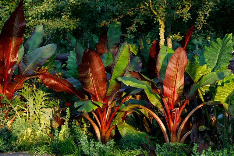 Ensete ventricosum ‘Maurelii’