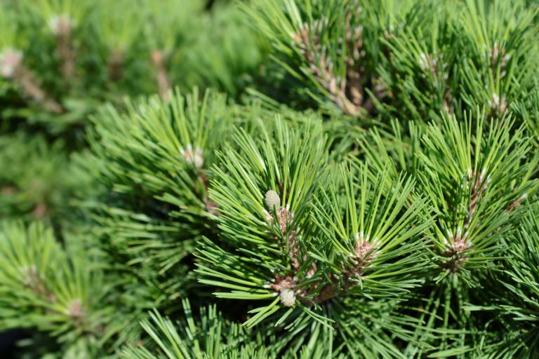 Pinus nigra ‘Brepo’