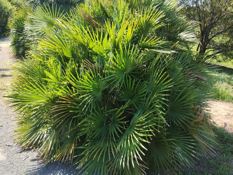 Chamaerops humilis