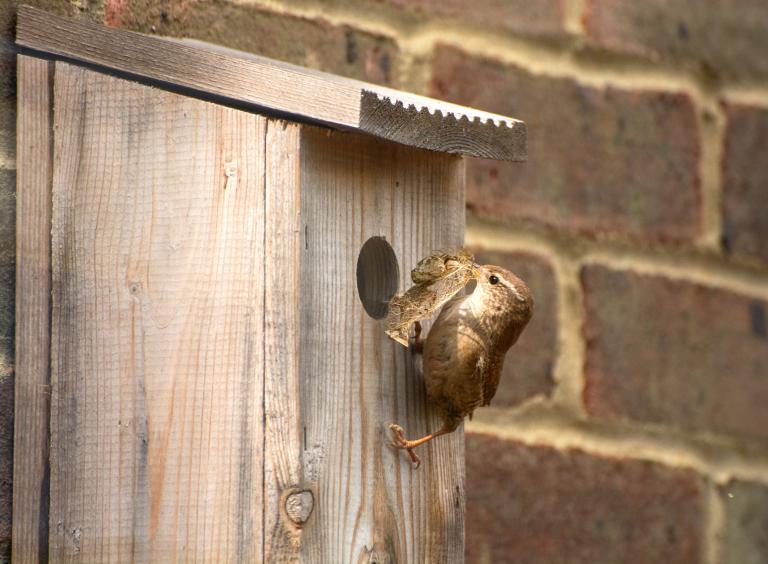 Where is the best place to put your nestbox?.1