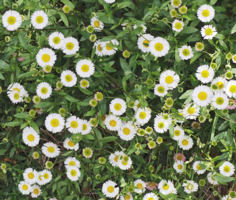 Erigeron karvinskianus