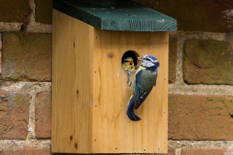 Where is the best place to put your nestbox?