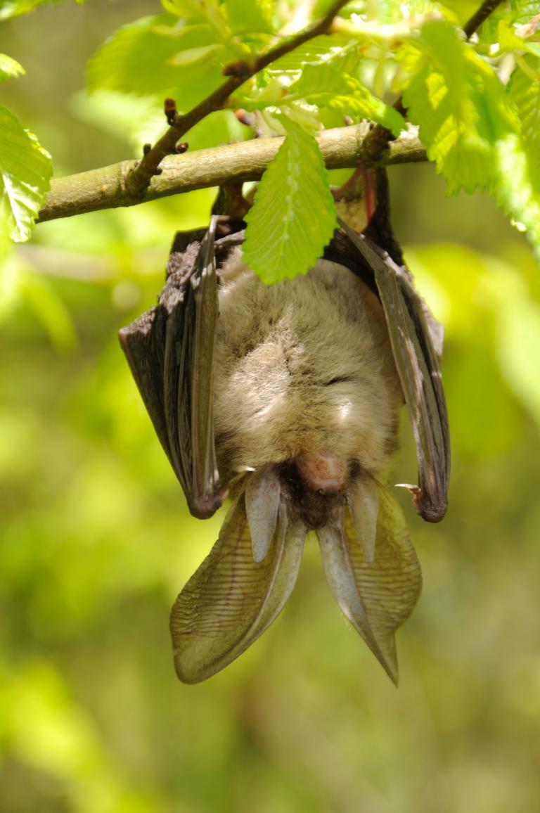 Hedgehogs and Bats