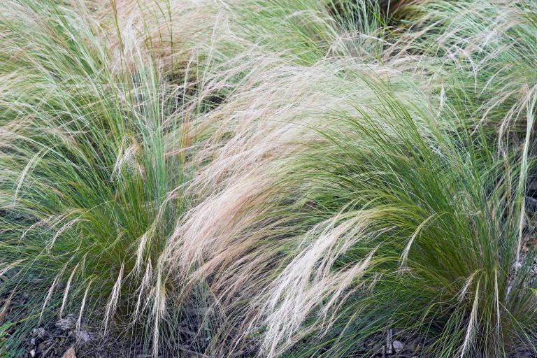 Stipa tenuissima