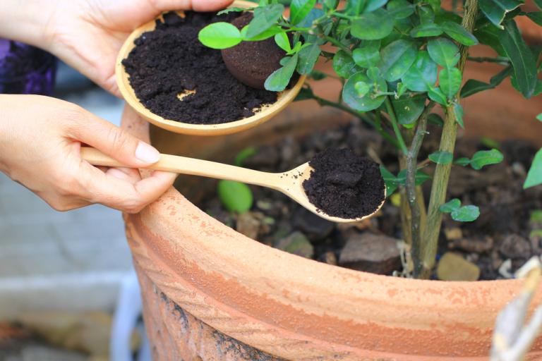 Fresh Coffee Grounds for Acid-Loving Plants