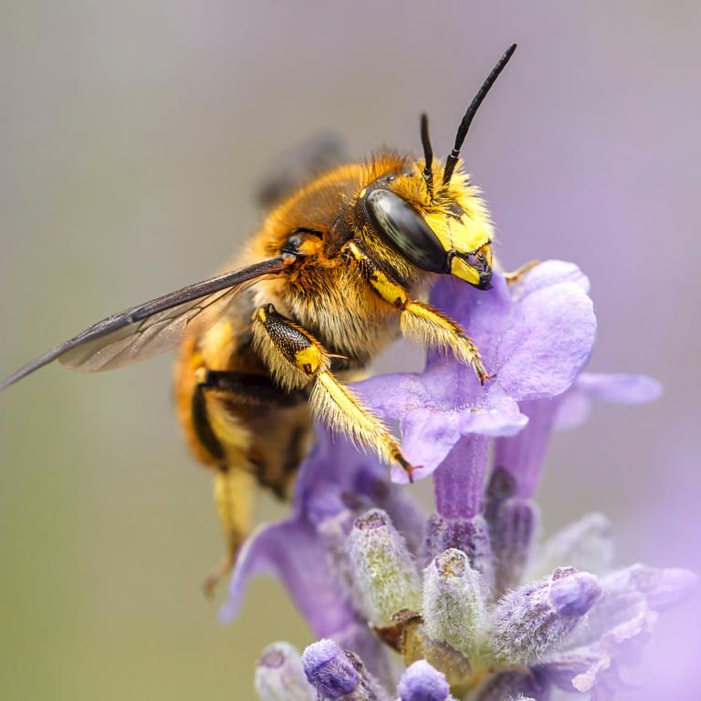 How To Create A Buzz In Your Garden! | Blue Diamond