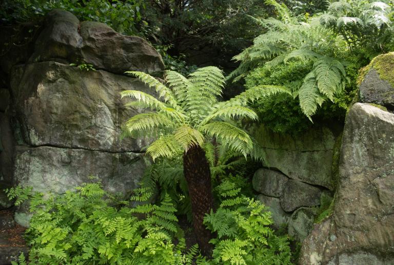 Dicksonia antarctica