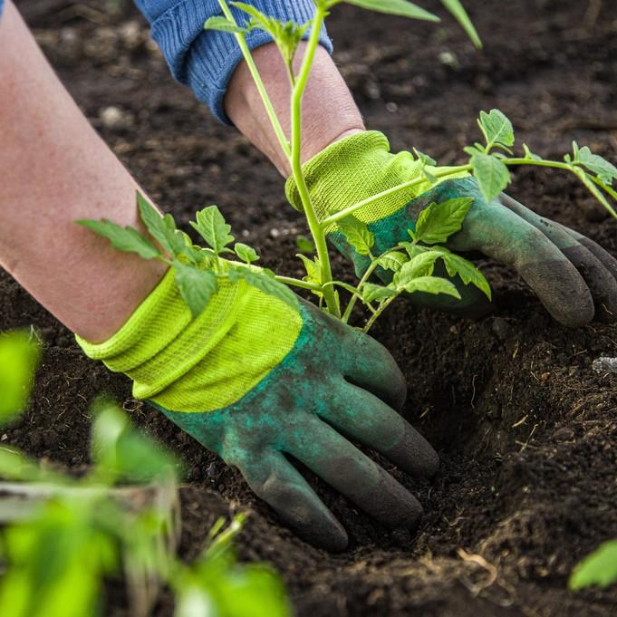 Create a natural garden 