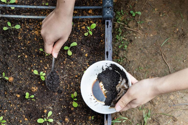 How to use coffee grounds in your garden