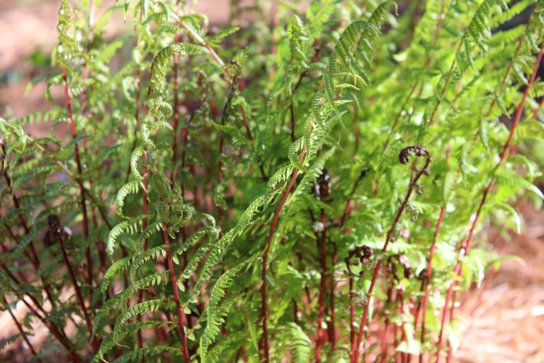 Athyrium ‘Lady In Red’