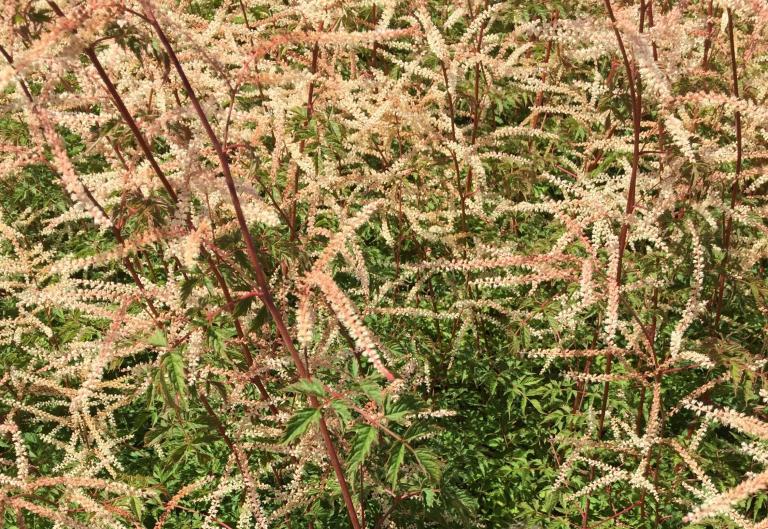 Aruncus 'Horatio'