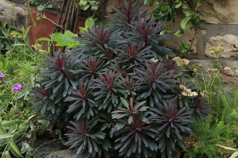 Euphorbia ‘Miner’s Merlot’