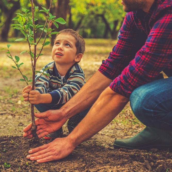 Plant a tree 