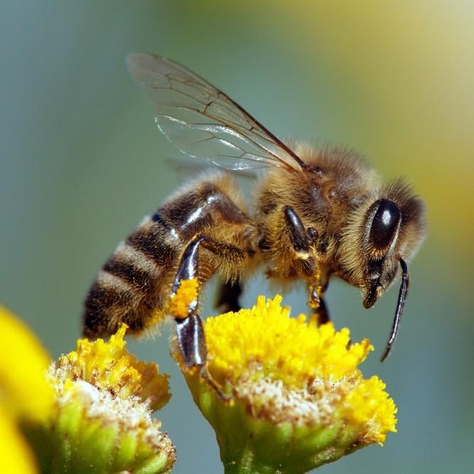 Plant to feed pollinators 