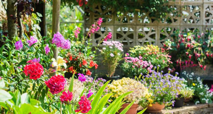 July Gardening Hints and Tips