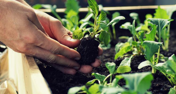 The National Trust's Sky Gardening Challenge