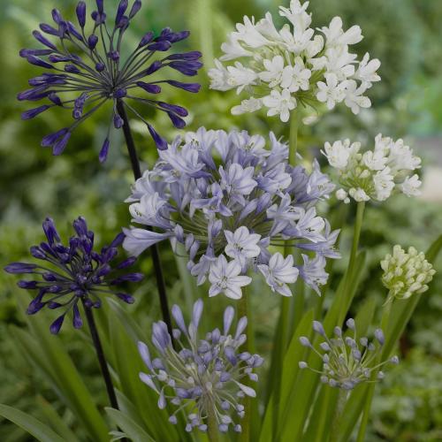 Agapanthus Collection