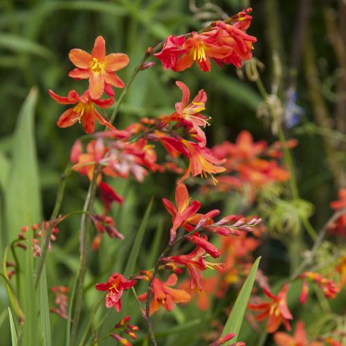 Crocosmia Collection