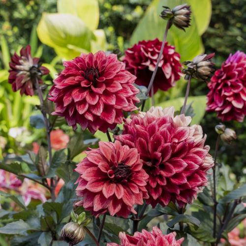 Dahlia Collection