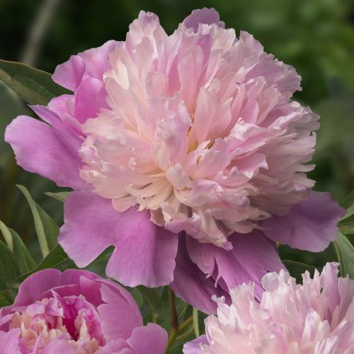 Peony Collection