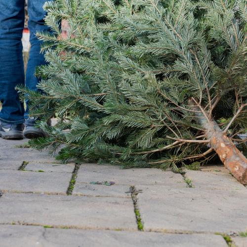 Recycling your real Christmas trees