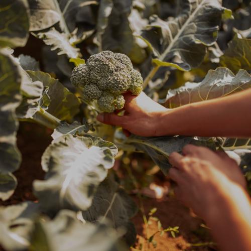 What vegetables to harvest in February