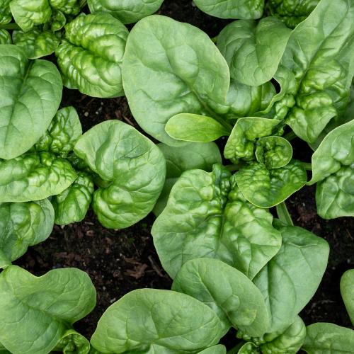 What vegetables to plant in January