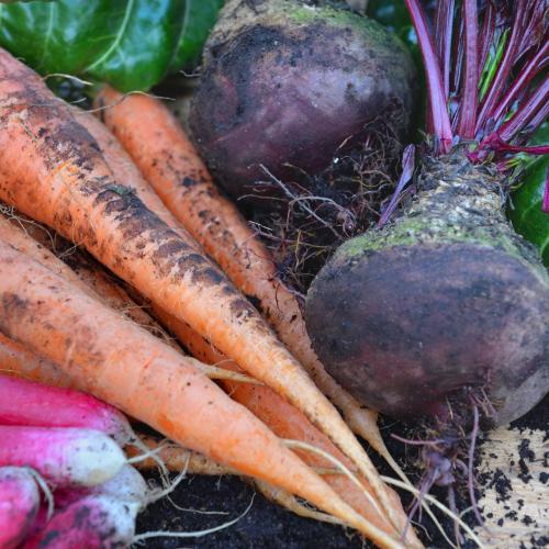 What vegetables to plant in November