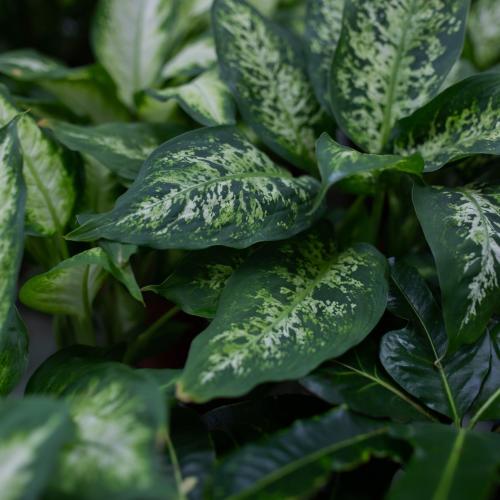 Houseplant care guide