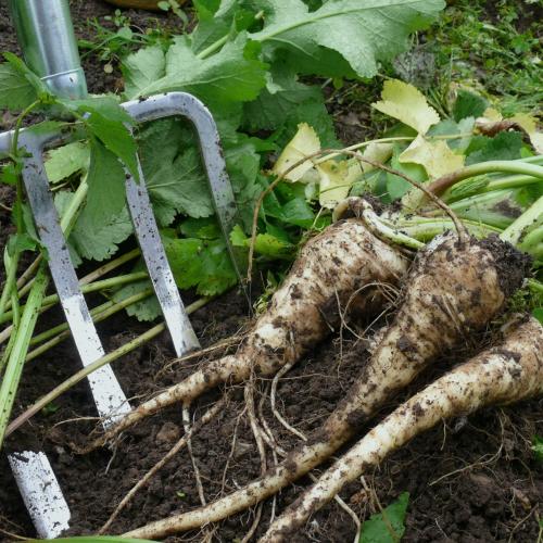 What vegetables to harvest in January