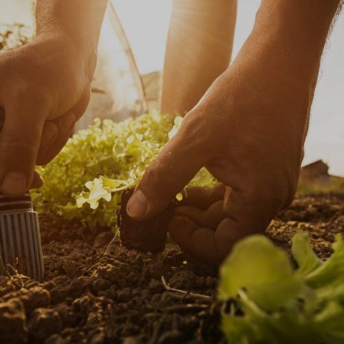 What vegetables to plant in February