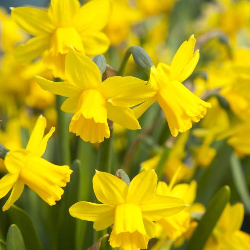 Potted Daffodils