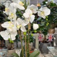 Faux Soft Touch White Orchid 68Cm