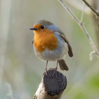 Robin