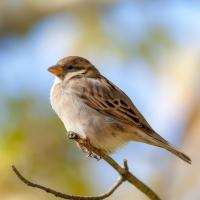 House Sparrow