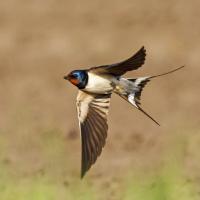 Swallow