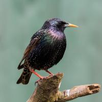 Starling