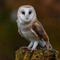 Barn Owl