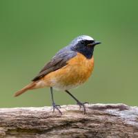 Redstart