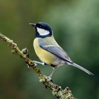 Great Tit